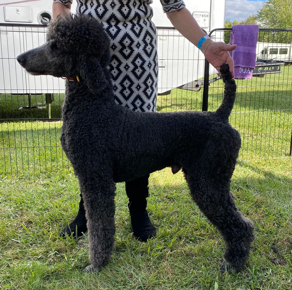 AKC Champion Boxwood Brisbane “Bris”