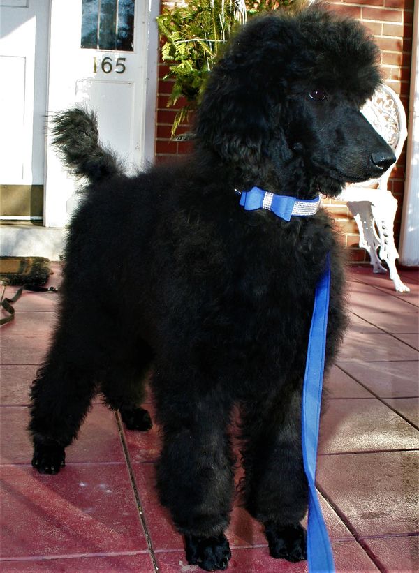16 weeks "Brimstone