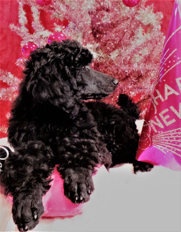 12 Weeks Old Female 2