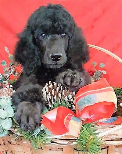 NADIA 6 WEEKS
