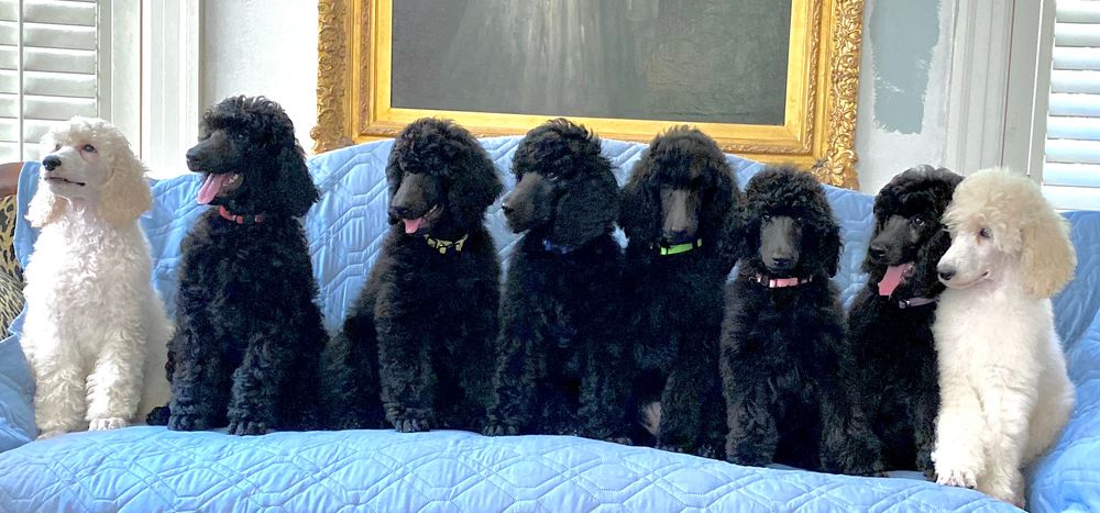 10 weeks old (one left at 9 weeks old)