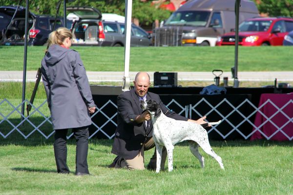 GCH Quail Hollow Dark Wings Dark Words JH CA.
Winner of her 2015 APC futurity class