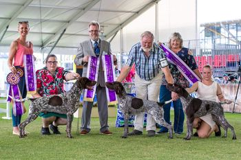NSW Specialty 2018 BIS Ch Canawindra Buck Hunter, IIS Ch Canawindra See Forever More, JIS Ch Canawindra Sweet Georgia Brown