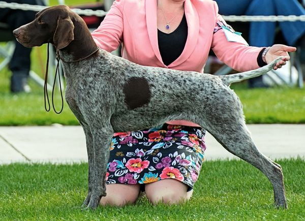 Australian Grand Champion Canawindra Ru Serious