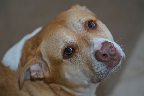 Annie the friendliest dog in the world.