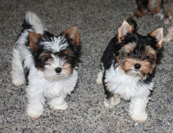 Puppies, Puppies, Puppies You have come to the right place to see some real cuties. This is the page to see what is available. The dogs/puppies shown on the other pages are NOT available. If you have questions about a particular puppy, please email and ask. We have been loved and spoiled so far, so don't apply if you can't let us live in a lifestyle that we have become use to.