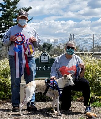 Our Sunday, 4/18/2021 BIF Winner: Whippet, Duncan - Surrey Hill Mariner Eternally Grapefruit, Owned by Deborah Hanna