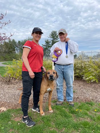 Our Saturday , 4/16/2022 Rhodesian Ridgeback BEST OF BREED Winner: Ray - CH Diamonds Fifty Shades of Ray SC