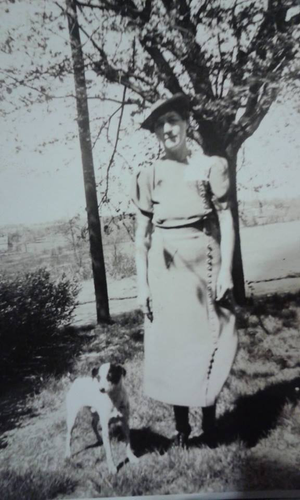 Here's a photo of my grandmother, Mamie Roth, with "Tippy" the families beloved killer of rodents on their Missouri Ozarks farm (1910). Our Madge family has had Rat Terriers 'in their blood' a long time now, and as wonderful as those early terriers were, I believe our dogs of today an improved version of what has long been a wonderful and versatile dog.
Photo submitted by Ian Madge