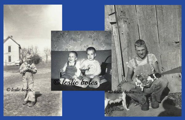 Left: My father, Clifford Hobbs, holding a litter of Rat Terrier puppies - photo taken 1944-46 at Middletown, MO on his family farm. HIs Great Grandfather raised horses and mules for the Calvary in World War I and started raising Rat Terrier for varmint control around the barns.
Middle: 1966 photo of my two brothers holding a Rat Terrier puppy that my Dad had at that time.
Right: My father, Clifford Hobbs, taken in 1956. He is in front of the barn on the farm at Middletown, MO. Pictured is a dam he raised and her litter of puppies.
Submitted by Leslie Boles.
