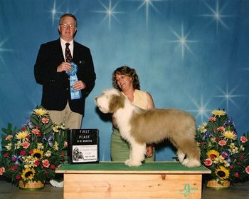 Ryder's first show "Chicagoland Beardie Specialty". Ryder was Junior Puppy dog winner in the sweepstakes and pictured here as the winner Junior Puppy dog under breeder judge Larry Terricone.