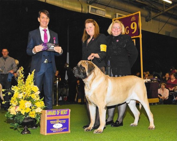 Our amazing Woody wins first Award of Merit at the prestigious 2018 Westminster Dog Show in NY. He rocked the ring with good friend and co owner Pam Bartlett of Green Meadow Mastiffs in VT. Thank you Pam for handling him so beautifully. Not only that Woody was awarded number one Breed and All Breed Mastiff in Canada for 2017!