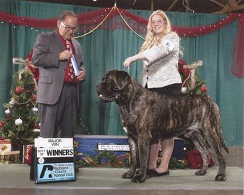 Alex showing Biggs December 14, 12 to a 5 pt major in the BBE Class. Thank you judge Dr. Ronald I. Spritzer.