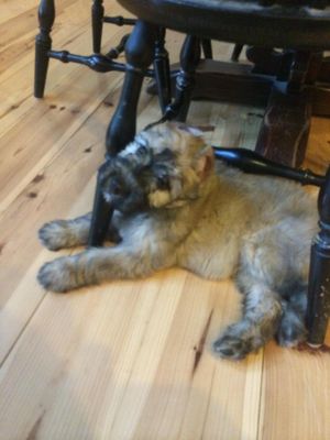 Sophie as a puppy!!