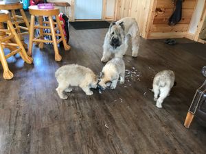 Lucy playing with the pups!!