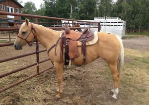 SOLD! 13 yr old palomino mare. 15.00hh $6500.00 CDN Open to offers. Freckles Playboy, Doc Tari, and Sonny Dee Bar on papers. Registered paint breeding stock (paint through maternal line). Would make excellent cattle penning or sorting horse. Was started as 2yr old and trained for cutting and cowhorse at 3yr old by my uncle Lyle Pambrun, then sold to family friend. Has been ridden on trail quite a bit. Hauls well and good for farrier. I have ridden her quite a bit this summer and used to move cattle through pastures and to sort pairs and split off calves for brandings, etc. She definitely remembers her herd work and can read cows. Handles well in the snaffle bit. Selling for family friend, they are wanting to find a good home for her.