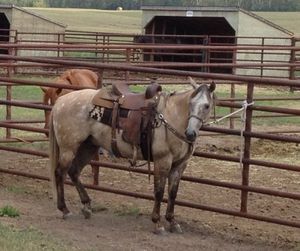 SOLD! Handsome Prospect2009 GeldingSire: Moons Handsome BugDam: Crystal ProspectorCBHI Superstakes