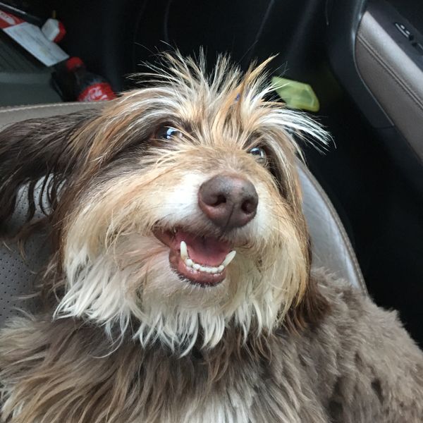 Carla (Adopted from The Hartford Dog Pound) says, "You know you want to be an ambassador...especially so you can give me pets!