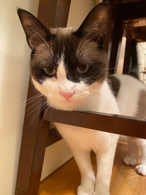 Gru (adopted from the Old Lyme Animal Shelter) may be small but he sure is mighty!