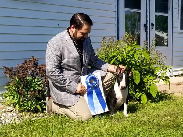 Best Bred By Exhibitor In Show
Terrier Group 4
Midland, MI
June 8, 2018
Emmet was 6 months and 7 days old