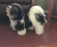 7 1/2 months old