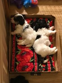 Two boys sleeping