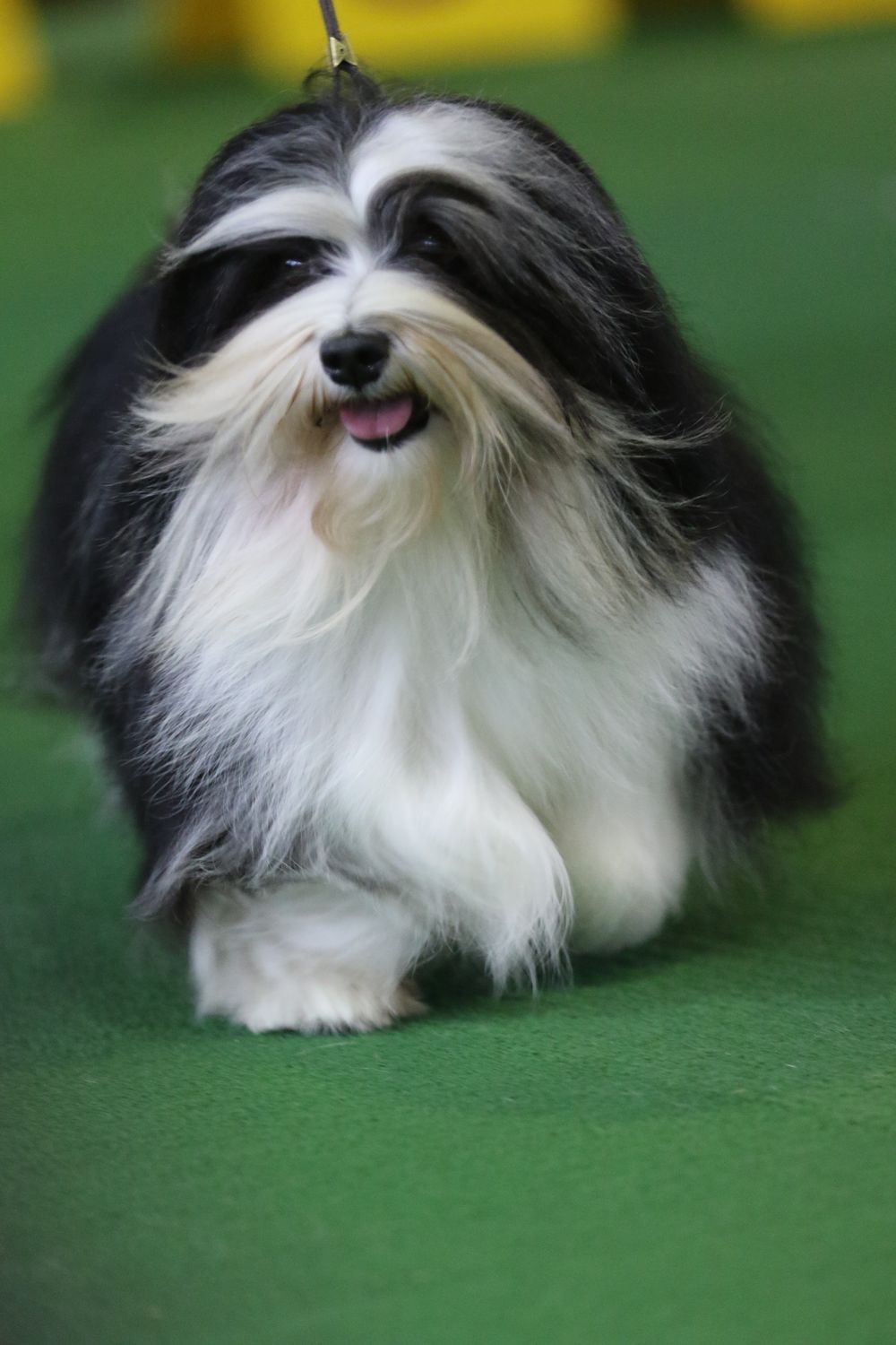 Whirly at Westminster 2019