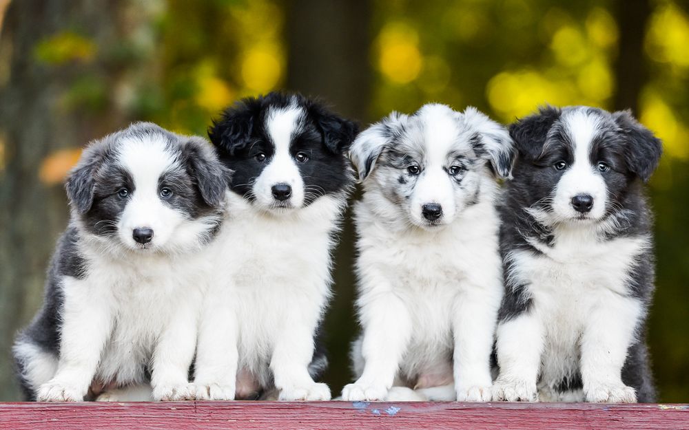 Left to right: Lyric, Billy, Merleyn, and Riff.