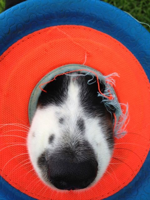 Fiorella having fun with her Frisbee.
© Kirk Francis