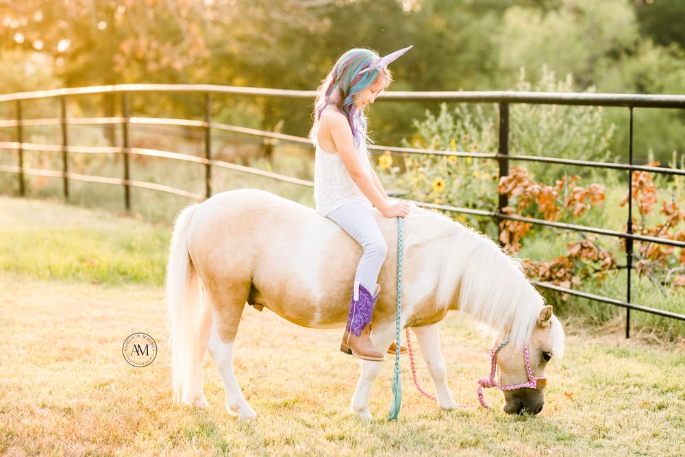 Walking DS Chicos Gold Boy aka: "Milkshake" - 8.3H, 2017' palomino pinto AMHR gelding ~ WATCH HIS NEW VIDEO!!!