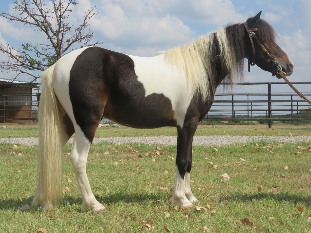 SOLD!!! ~ Sweet young project pony - we got him in on trade, but huge mane and tail and cute colored. Has supposedly been started. Gentle to catch and handle.