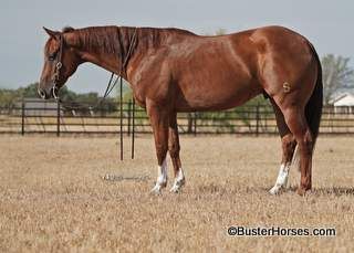 Del Red Rooster - 15.2H, 2014' sorrel AQHA gelding ~ WATCH HIS VIDEO!!! ~ Rooster SELLS Sunday October 9th!