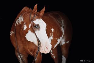 SOLD!!! ~ Impulsive Zippo aka: "Zip" - 15.1H, 2009' sorrel/overo APHA gelding - Super sweet queit trail/family gelding, originally started as as an all-around show horse. Gorgeous sweet gelding