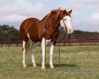 "Pistol" - 13H 8 year old sorrel and white paint pony mare ~ SHE SELLS on Platinum Equine Auctions February 5th!!!