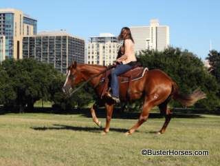 SOLD!!! ~ Cruzina Hollywood aka: "Marley" - 15H, 2015' sorrel AQHA gelding - Solid gelding that has been shown a limited number of times, maintained by a young amatuer mostly from home. Super fun, easy gelding. Everyone is looking for this kind!
