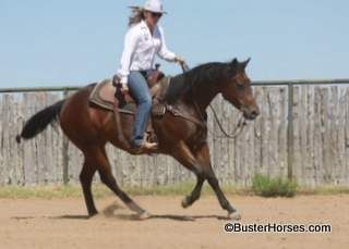 Poker Playin Miss aka: "Liz" - 15H, 2009' bay AQHA mare ~ GET YOUR BIDS IN! Liz sells Sunday, Dec 4th!!!
