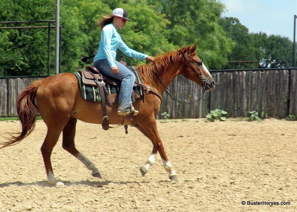 SOLD!!! ~ "Marvin" - 18 year old dead broke ranch gelding - anyone can ride
