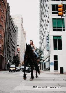 Rosh's Rocky aka: "Dior" - 17.1H, 2018' black registered Fressian Sport Horse Registry Fressian/Percheron gelding ~ WATCH HIS VIDEO!!!