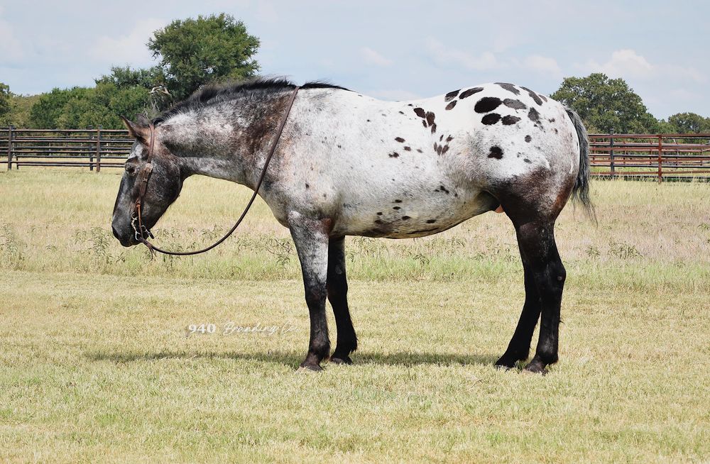 SOLD!!! ~ "Cowboy" - 15H, 9 year old grade appaloosa gelding