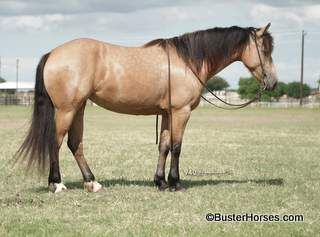 "Marilyn" - 2018' 16H, buckskin Fressian Quarter Horse cross mare ~ WATCH HER VIDEO!!! ~ CALL 214-605-7174