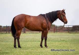 Flinging Hotshot aka: "Bling" - 14.3H, 2019' bay AQHA mare ~ CALL 214-605-7174