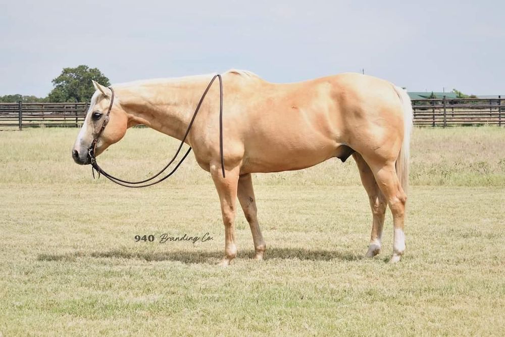 SOLD!!! ~ Poco Butter King - 15.2H, 2015' palomino AQHA gelding