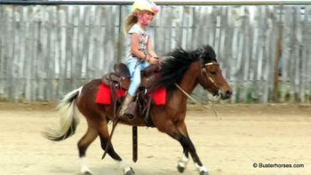 SOLD!!! ~ "Brownie" - we have had this guy for years - typical gentle backyard pet leandline pony that rides a little too