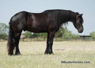 Rosh's Rocky aka: "Dior" - 17.1H, 2018' black registered Fressian Sport Horse Registry Fressian/Percheron gelding ~ WATCH HIS VIDEOS!!!