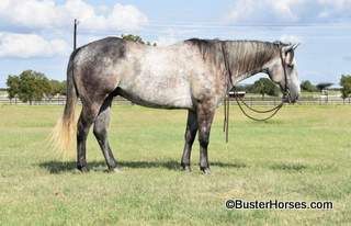 SOLD!!! ~ "Goober" - 15.2H, 4 year old grade quarter horse gelding - $12,500 ~ super kind, smooth, well broke young gelding. He has been to tons of brandings, parades, and events. Dead quiet and suitable for anyone, very comfy and easy to ride.