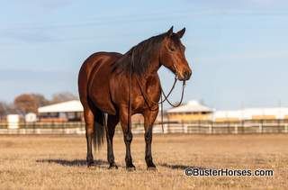 Ms Becaco Bayflo aka: "Bayflo" - 15H, 2010' bay AQHA mare ~ SHE SELLS on Platinum Equine Auctions February 19th!!!