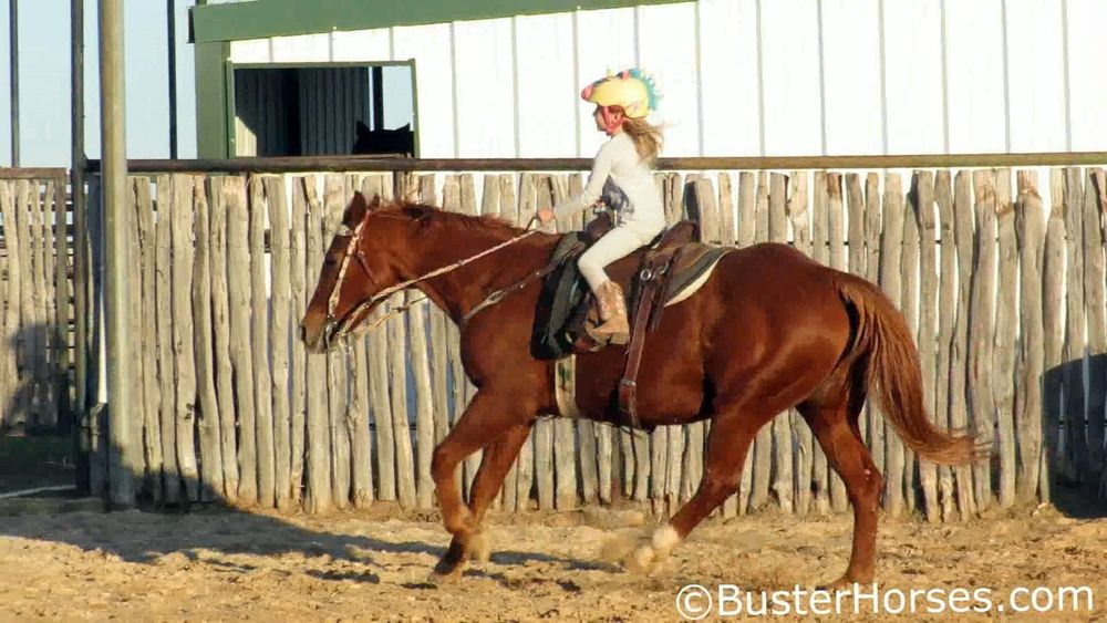 SOLD!!! ~ CD Lady Olena aka: "Sugar Cookie" - 2001' sorrel AQHA mare - own daughter of CD Olena - won nearly 20,000 NCHA - total perfect packer kid's horse to work a cow, sort, pen, and run the barrels!