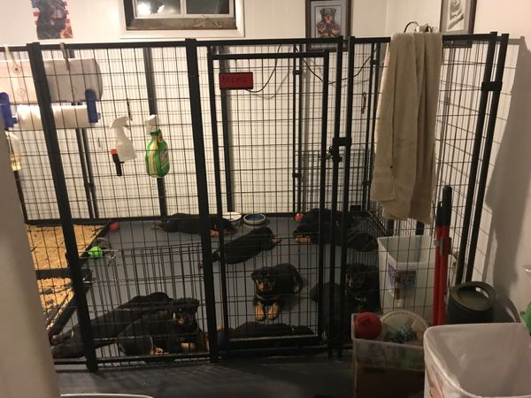 Litter of 11