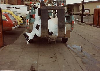 Your lot in life when you're a robotic bovine.