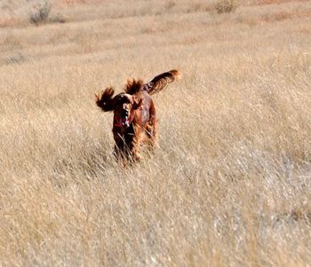 Margaux loves getting out in the field again. She finished her Junior Hunter with 4 straight passes, and is now working on Senior Hunter. We continue to have a lot of fun. Nov. 27, 2010